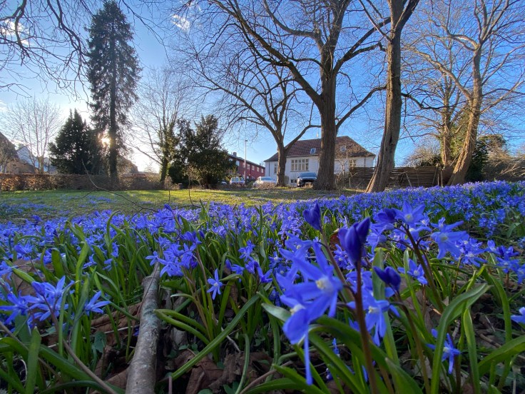 “Hvad skete der?” Hvordan endte jeg lige her?” En beretning om ufrivilligt skolefravær, autisme og små blå blomster fortalt af et duplo menneske i en form for&nbsp;proces.
